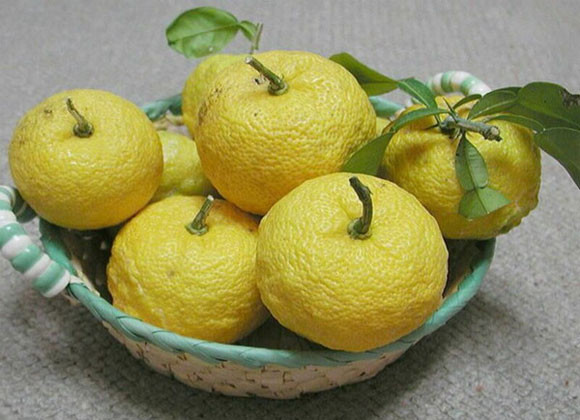 Được dùng phổ biến trong nước và còn xuất khẩu sang châu Âu, giống cam vàng Yuzu từ lâu đã mang về những lợi ích kinh tế to lớn cho Nhật Bản.