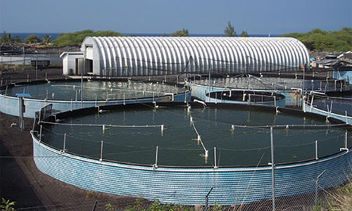 Trại nuôi tôm khổng lồ ở Hawaii thuộc tập đoàn có tên Shrimp Improvement Systems Group (SIS) có trụ sở ở Singapore.