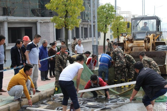 Thậm chí, cả xe ủi cũng được huy động để hỗ trợ bắt cá.