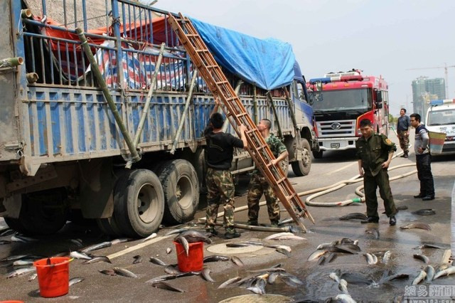 Sau 2 tiếng “giải cứu”, hàng tấn cá đã được trả về đúng vị trí và chiếc xe tải lại có thể tiếp tục hành trình vận chuyển.