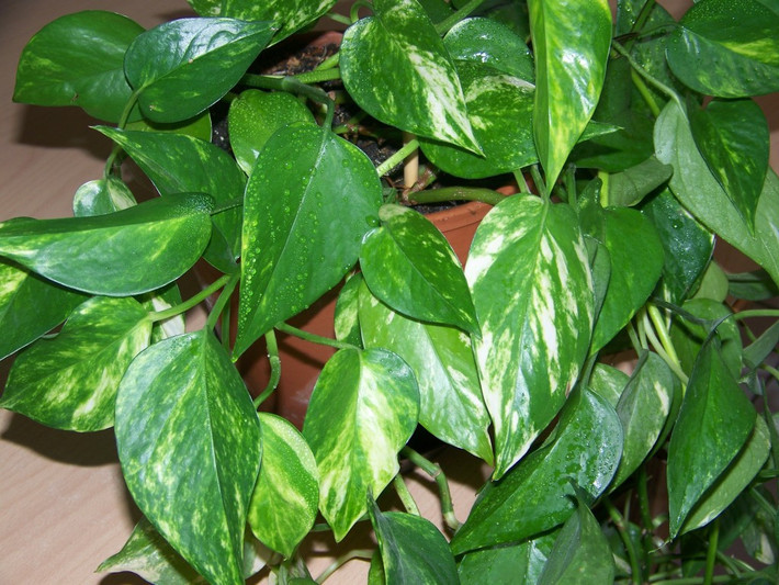 4. Cây vạn niên thanh (Tên khoa học: Epipremnum aureum): Cây có nguồn gốc từ đảo Salomon (Thái Bình Dương). Cây thân leo, thân tròn mềm có nhiều rễ móc khí sinh, bò dài hay thõng xuống. Cây vạn niên thanh là cây thân leo ưa ẩm nên nó là một lựa chọn tuyệt vời để trang trí trong nhà.
