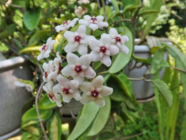 6. Cây hoa lan Cẩm Cù (tên khoa học là Hoya carnosa): Đây là loại cây dễ trồng, dễ ra hoa, mỗi loại cây có mùi thơm khác nhau. Vì cây có rễ gió, nên khi không có thời gian tưới nước, bạn có thể tưới phân, cây vẫn phát triển tốt. Loài cây này là một sự lựa chọn tuyệt vời cho một khu vườn tường xinh xắn.