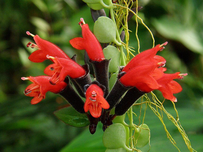 1. Cây son môi (tên khoa học Aeschynanthus radicans): Đây là một trong những cây cảnh nên trồng trên vườn tường bởi nó có thể sinh trưởng và phát triển rất tốt ngay cả ở trong nhà hay ngoài trời.