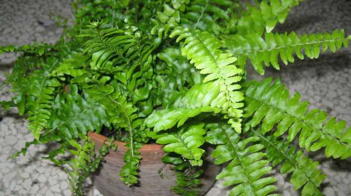2. Cây dương xỉ Mỹ, còn có tên khoa học là Nephrolepis exaltata: Loài dương xỉ Mỹ rất phổ biến và là một trong những nhóm thực vật cổ xưa nhất. Nó đẹp và tươi tốt, dễ thích nghi với mọi môi trường trong nhà nhưng cần được chăm sóc thường xuyên.