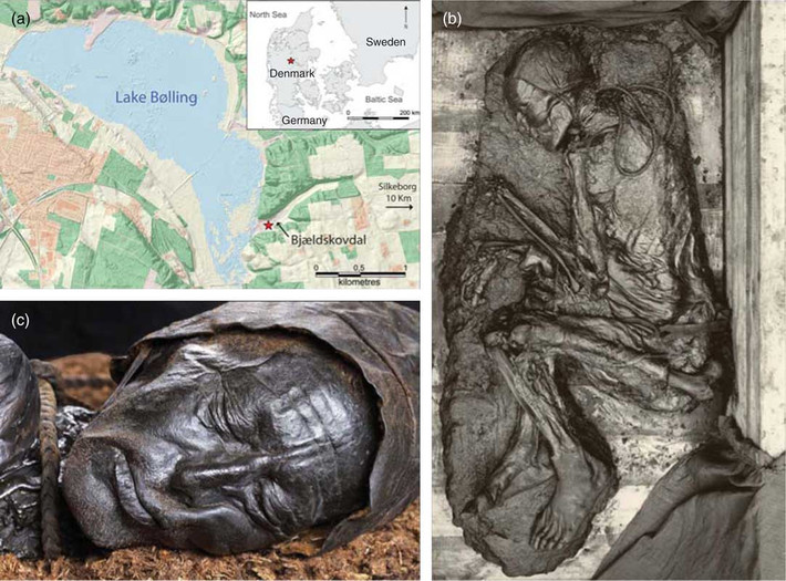 Tollund Man được bảo quản khá nguyên vẹn nên giúp ích rất nhiều cho giới chuyên gia giải mã những bí ẩn về người đàn ông này.