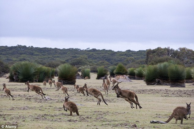 Kangaroo là đại diện nổi bật trong nhóm thú túi. Con non sinh ra chưa có cấu trúc hoàn thiện, được nuôi dưỡng trong túi của mẹ và phát triển dần đến khi có thể sống tự lập được. Ngày nay, chúng phân bố chủ yếu ở Úc, Bắc và Nam Mỹ. Ảnh: Daily Mail.