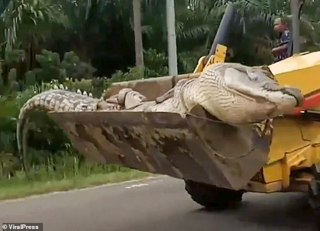 Vào tháng 8/2020, người dân tại ngôi làng ở quần đảo Bangka Belitung, Indonesia "tóm gọn" một con cá sấu khổng lồ. Con vật nặng 500 kg và dài tới 4,2m.