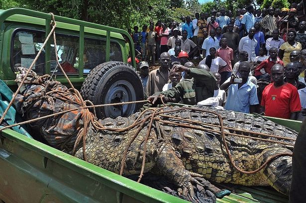 Vào năm 2005, 50 người dân ở làng Luganda, vùng bờ hồ Victoria thuộc Uganda tiến hành vây bắt con cá sấu sông Nile khổng lồ tên Osama.