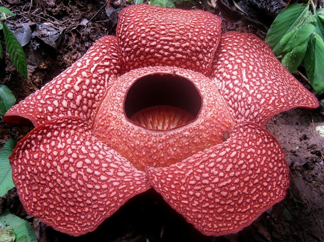 Rafflesia giữ kỷ lục khó tin là dạng hoa loa kèn lớn nhất thế giới, với đường kính gần 1m. Chúa tể của các loài hoa này còn gây chú ý với mùi kinh khủng không ngừng bốc ra - mùi thịt thối.