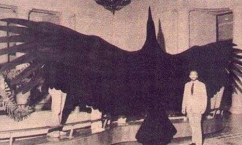 Chim Argentavis sống cách đây 5 - 8 triệu năm trước. Với sải cánh có thể dài tới 7m, chúng là loài chim lớn nhất từng tồn tại trên Trái đất.