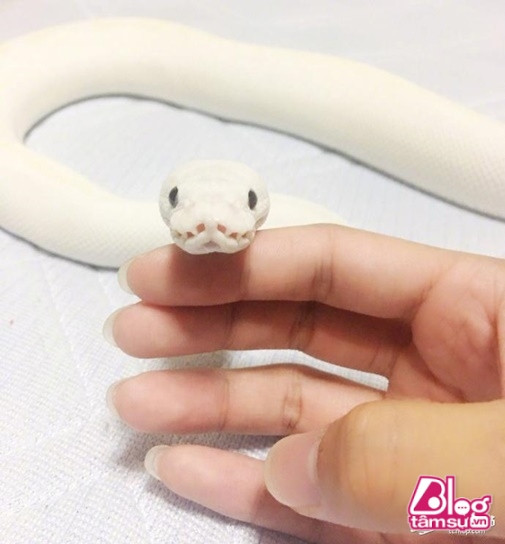 Nhưng không hề, con vật vẫn rất hiền lành và ngoan ngoãn như một đứa trẻ.