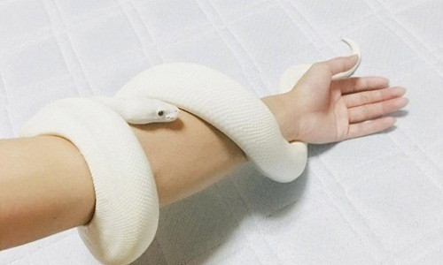 Nhưng sau đó ai nấy đều hoảng sợ khi thấy con vật quấn quanh cổ tay thanh niên.