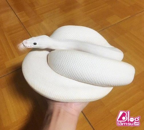 Con vật rất ngoan ngoãn mà không hề phản kháng.