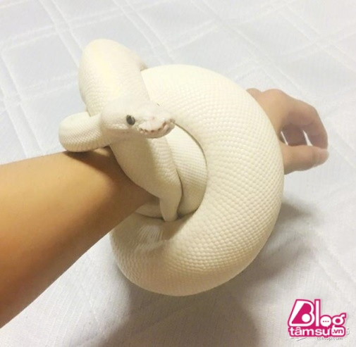 Nhiều người cho rằng đây chính là pet cưng của anh chàng.