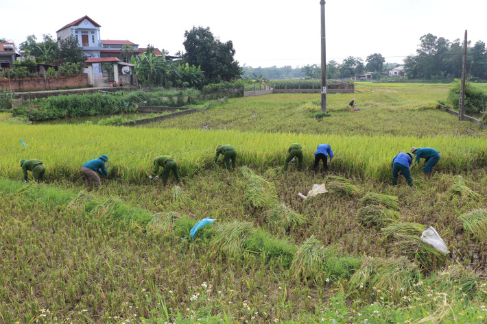 Để chia sẻ những khó khăn đó với người nông dân, hàng chục đoàn viên thanh niên Công an huyện, huyện đoàn Sông Lô đã cùng xuống đồng giúp bà con nông dân thu hoạch lúa.