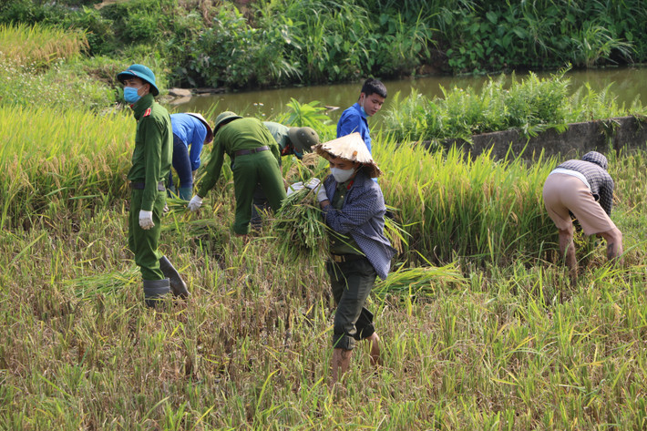 Đoàn thanh niên Công an huyện Sông Lô đã tham mưu lãnh đạo đơn vị phối hợp Huyện đoàn tổ chức chương trình tình nguyện xuống đồng thu hoạch lúa giúp các hộ gia đình trên và được 100% đoàn viên thanh niên Công an huyện hăng hái tham gia hưởng ứng.