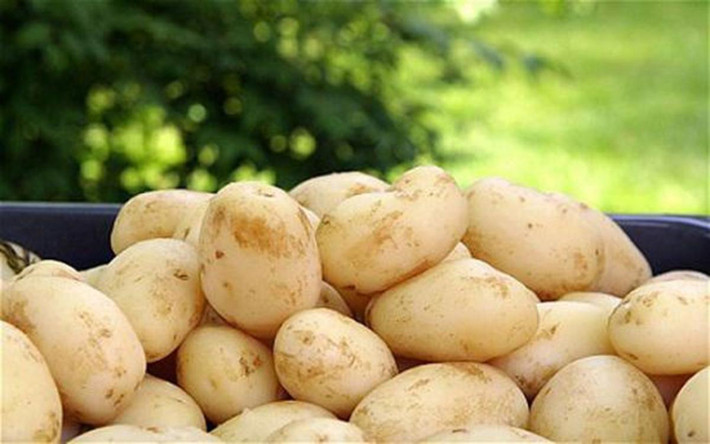 Chữa quầng thâm mắt: Tất cả những việc bạn phải làm là ngâm một miếng bông vào nước ép khoai tây tươi và bôi chúng lên quầng thâm dưới mắt. Hãy thực hiện thường xuyên, quầng thâm mắt sẽ được loại bỏ một cách tự nhiên.