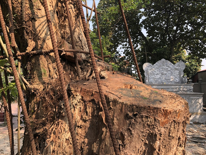 Cây sưa từng bị cưa trộm một nhánh, người dân đã hàn lưới thép bao quanh thân cây để phòng trộm.