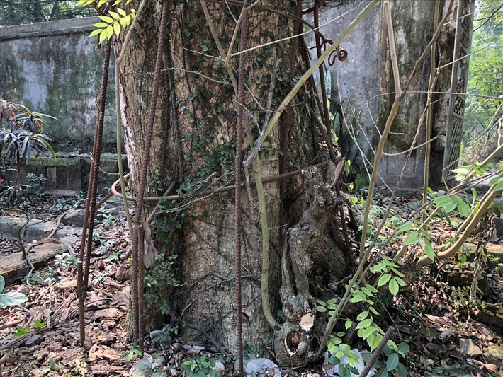 Cây sưa đang "hấp hối" này có đường kính lên tới hơn 1m.