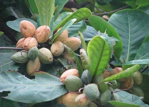 Như mới hôm qua thôi, buổi chiều nắng hanh hao rủ nhau đá bóng, đội nào thắng được nhận phần thưởng là mấy quả bàng chớm vàng thơm nhẹ, đến khi ăn thì không còn phân biệt đội thắng đội thua, bởi việc ăn cũng đã là trò chơi mới. Để rồi mải vui quên về nhà, đến lúc nhớ ra thì trời đã tối và hình ảnh chiếc roi dắt hiên nhà cứ theo mãi trên quãng đường về, để rồi khi lớn lên vị chát đầu lưỡi của những quả bàng ngày xưa theo mãi đến nao lòng.