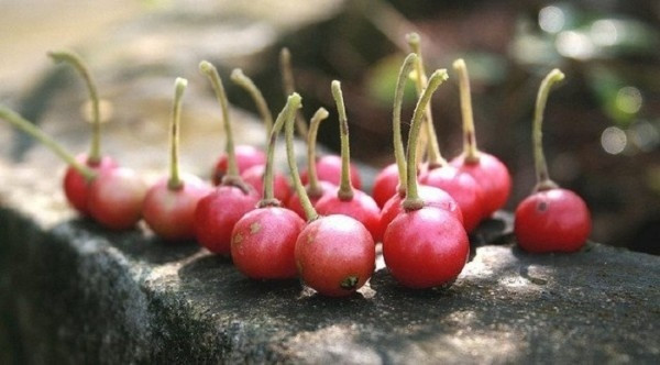 Nhớ những cây trứng cá hàng xóm trồng làm hàng rào, phía bên ngoài quả đã bị vặt hết, những lần quyết tâm chui vào vặt bên trong bị chó xồ ra chạy trối chết.
