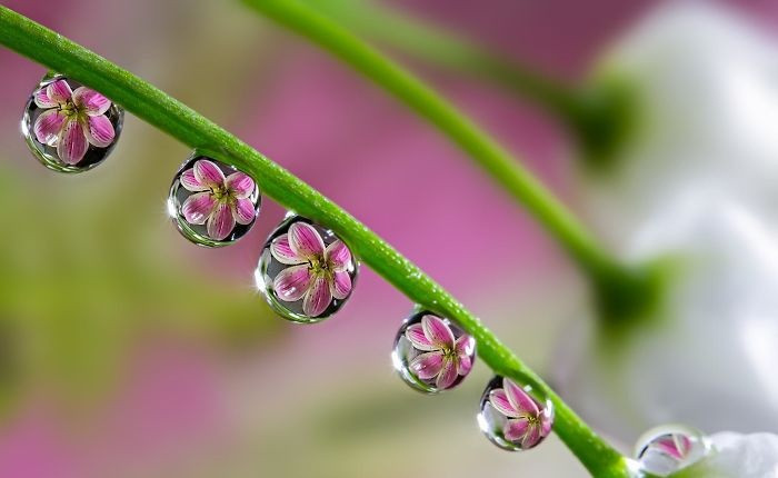 Hình ảnh những giọt sương bọc lấy hoa một cách nghệ thuật này tuy khó tin nhưng hoàn toàn có thật. Nó là sản phẩm của phong cách nhiếp ảnh marco kết hợp với phản chiếu. (Nguồn Sina)