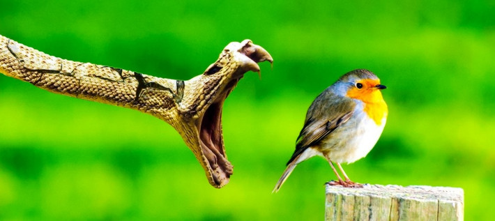 Con chim này vẫn rất tự tin khoe dáng trước khi bị một con rắn độc giết chết đầy bi thảm chỉ một giây sau đó. (Nguồn Brightside)