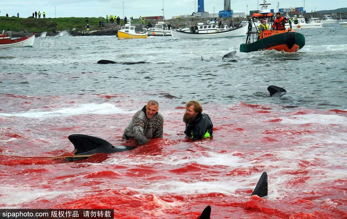 Theo thống kê, ngư dân sống trên quần đảo Faroe giết chết khoảng 950 con cá voi hoa tiêu một năm, lượng thịt và mỡ cá voi họ thu được lên tới 500 tấn. (Nguồn Sina)