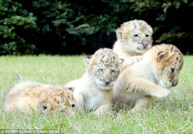 Theo thông tin đăng tải, 4 anh em sư hổ Yeti, Odlin, Sampson và Apolo là những con sư hổ trắng đầu tiên trên thế giới. (Nguồn Viralnova)