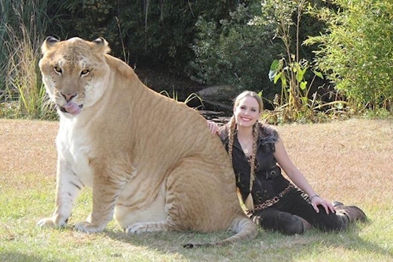 Liger (sư hổ) được biết đến là cực kỳ thích bơi lội giống như những con hổ, nhưng chúng cũng sống theo xã hội vào có tính cách giống sư tử. Trong ảnh là Hercules, một con Liger nổi tiếng khắp thế giới bởi kích thước khổng lồ của mình. (Nguồn Viralnova)