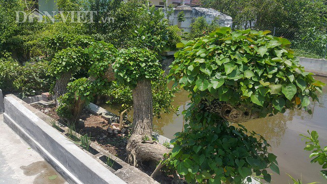 Cây na nước là cây mọc dại và có sức sống rất mãnh liệt, dù trên bờ hay dưới nước cây đều có thể sống được. Cây có đường kính thân khoảng 20cm, dài hơn 5m và cao gần 1,5 m, uốn lượn như một con rồng đang bay.