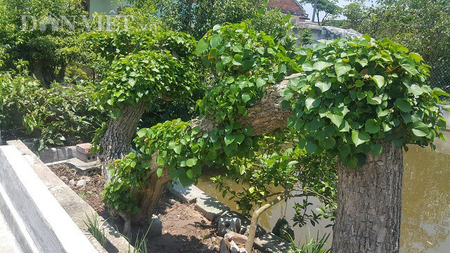Hiện cây đang được nhiều dân trong chơi trong và ngoài tỉnh chú ý đến thăm quan, chiêm ngưỡng.