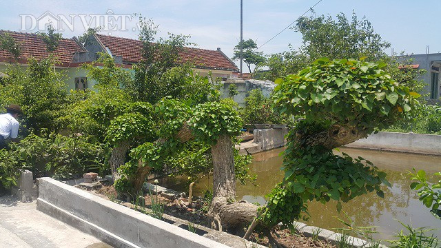 Cây na nước nói trên thuộc quyền sở hữu của ông Lưu Văn Túy, 67 tuổi, xã Nghĩa Hồng, huyện Nghĩa Hưng (Nam Định), hiện cây đang được nhiều dân chơi cây cảnh ở một số tỉnh chú ý và đến thăm quan, đặt mua.