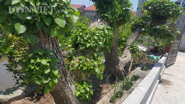 Ông Túy cho hay, cây na nước này có thân cực lớn, uốn lượn uyển chuyển như một con rồng và hoàn toàn là tự nhiên nên rất quý hiếm. Trong thời gian vừa qua cây của ông được rất nhiều dân chơi cây đến chiêm ngưỡng và đặt mua. Trong số đó, có một người trả 150 triệu đồng để sở hữu cây na nước thế rồng này mà ông Túy chưa đồng ý.