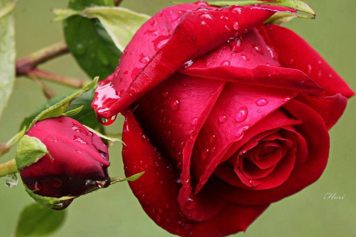 Dùng làm thuốc an thần: Loại hoa này chứa chất làm dịu các dây thần kinh và trạng thái tâm lý kích động. Nó được coi là thuốc an thần nhẹ, chống trầm cảmvà vô số những căn bệnh khác. Chỉ cần 150ml nước sôi và 1/2 cánh hoa hồng là bạn đã có một tách trà hoa hồng thơm mát nguyên tác dụng. Ảnh: A2z4home.