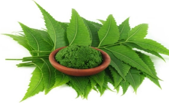 9. Lá neem: Mặt nạ tóc từ lá neem là một phương pháp hữu hiệu cho vấn đề về gàu. Xay một ít lá và thêm một thìa mật ong vào đó. Thoa hỗn hợp này lên trên da đầu và giữ nó trong 20 phút. Gội sạch bằng nước. Một cách dễ dàng hơn là xả tóc bằng nước lá neem sau khi sử dụng dầu gội đầu. Ảnh: Stylesatlife.