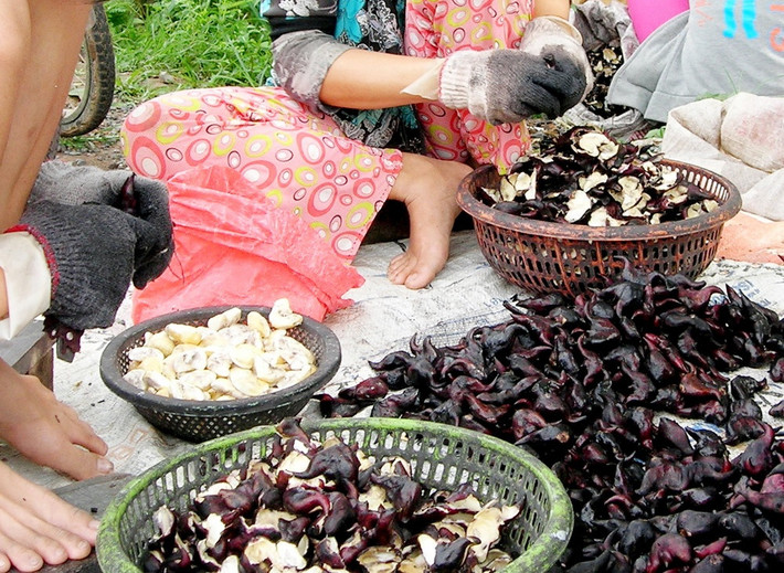 Củ ấu có tên khoa học Trapa cochinchinensis Lour. thuộc họ Ấu – Trapaceae hay còn gọi là ấu trụi, ấu nước, hạt dẻ nước. Nhiều người còn quen gọi ấu là quả sừng trâu. Đây là loại thực vật thủy sinh, mọc trong ao đầm, thân ngắn có lông. Ảnh: Zing.