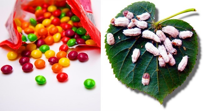 2. Chúng ta ăn côn trùng và thậm chí không biết về nó: Các sắc tố thực phẩm carmine, còn gọi là E120, được sử dụng để thêm màu đỏ cho các sản phẩm thực phẩm. Tuy nhiên, ít ai biết sắc tố carmine được sản xuất từ axit carmine, được tạo ra bởi một số loài côn trùng. Đây là một trong những bí mật bất ngờ về thực phẩm mà nhiều người không hay biết. Ảnh: Wikipedia Commons.