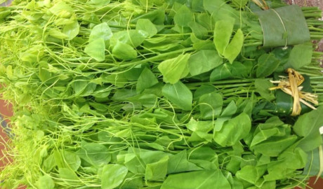Rau ngót rừng: Đây loại rau được bà con người dân tộc trên tỉnh Cao Bằng vào tận rừng hái, khác hoàn toàn với loại rau ngót rừng được người dân trồng. Loại rau rừng này tuy đắt nhưng vẫn được rất nhiều chị em nội trợ săn lùng, nhất là giới nhà giàu sành ăn. Nhiều người còn phải đặt trước 2-3 ngày, thậm chí cả tuần mới mua được loại rau này. Ảnh: Ktmart.