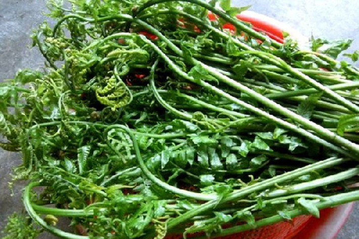 Rau dớn vừa là một loại rau rừng đặc sản được nhiều người ưa thích vừa là một loại thảo mộc dùng để chữa một số bệnh phổ biến như cảm, ho, viêm họng, lợi tiểu. Ảnh: Biggreen.