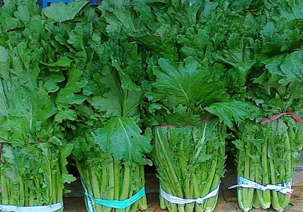 Rau cải mèo có vị ngon đặc trưng và giòn nên khá phong phú về cách chế biến, có giá mềm hơn so với các loại rau rừng khác. Ảnh: Dân Việt.