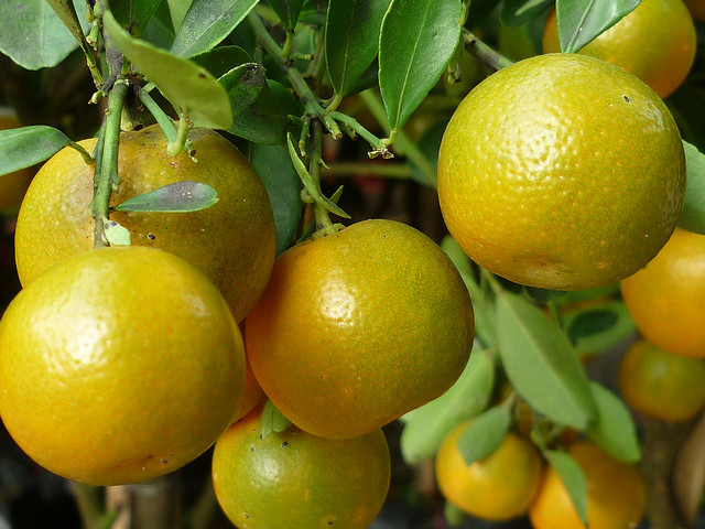 Quất: Trong quả quất có nhiều tinh dầu, pectin, đường và các vitamin giúp chống viêm, long đàm, tăng sức đề kháng và giảm ho hiệu quả. Có thể ngâm quất với muối để nhấm nháp hoặc pha nước uống. Quất chưng cách thủy với đường phèn cũng là bài thuốc chữa ho hiệu quả trong dân gian. Ảnh: Phunutoday.
