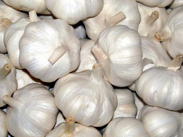 Giàu khoáng chất và vitamin: Bột tỏi (được dùng để làm ra muối tỏi) khá bổ dưỡng, giàu các vitamin và khoáng chất thiết yếu. Tỏi là một trong những loại thực phẩm lành mạnh nên bổ sung vào bữa ăn hàng ngày. Ảnh: Boldsky.