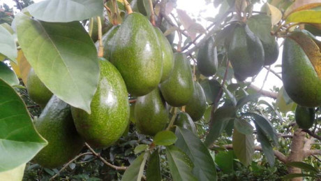 Bơ Mộc Châu: Từ tháng 7 này cho đến tháng 9, nếu có dịp du ngoạn Mộc Châu (Sơn La), bạn đừng quên mua vài ký bơ về làm quà. Bơ ở Mộc Châu có rất nhiều loại, có loại quả tròn căng, nhưng lại có quả thon dài, rồi màu sắc khác nhau như vỏ xanh, vỏ tím… Nhưng theo kinh nghiệm của người bản địa thì bơ nếp là loại ngon nhất, vỏ mỏng và căng, ăn không hề bị xơ hay xượng. Ảnh: Danviet.