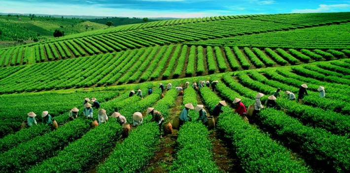 Chè xanh: Những đồi chè xanh trải dài ngút tầm mắt ở Mộc Châu không chỉ tạo nên cảnh đẹp cho du khách đến tham quan, chụp ảnh và ghi dấu kỷ niệm, hơn 3000 ha trồng chè ở Mộc Châu còn mang đến giống chè ngon đặc sản. Những giống chè đặc sản ngon nức danh như San Tuyết, Bát Tiên, Ô Long... đều góp mặt trên vùng chè này. Ảnh: Phunuvietnam.
