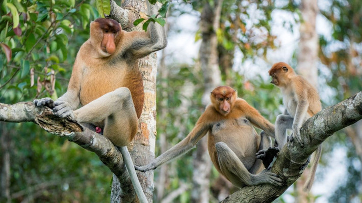 Nhóm chuyên gia tiến hành so sánh dữ liệu di truyền từ 6 loài hominoid và 9 loài khỉ để tìm kiếm sự khác biệt có thể liên quan đến việc có hoặc không có đuôi.