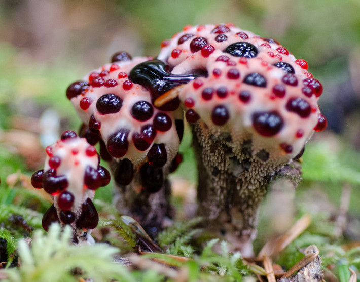 Loài nấm Hydnellum peckii phân bố chủ yếu ở Bắc Mỹ và châu Âu. Mặc dù không có độc nhưng ít người ăn loài nấm này vì chúng có mùi khá khó chịu và vị hăng đắng của dịch màu đỏ.