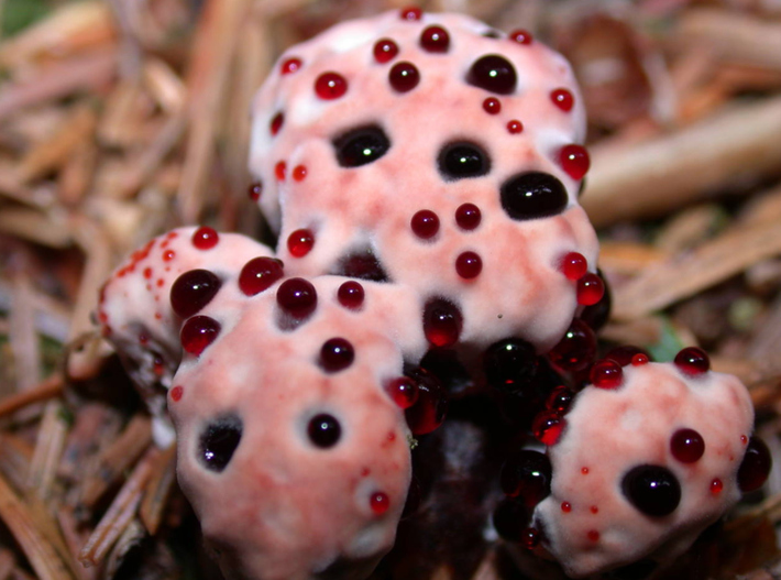 Hydnellum peckii là một loại nấm kỳ lạ khiến nhiều người kinh ngạc khi có thể tiết ra một chất dịch màu đỏ như máu trên bề mặt của nó. Thêm nữa, hình dạng của loài nấm này trông giống một chiếc răng khiến. Vậy nên, nó được đặt biệt danh là “nấm răng chảy máu”.