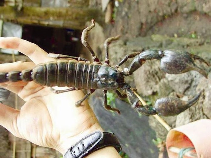 Bò cạp Bảy Núi (người địa phương thường gọi là bù kẹp), cò màu đen nhánh, hai càng to, kích thước bọ cạp to cỡ bằng con dế cơm. Thoạt nhìn, bò cạp có nét giống con gián nhưng quan sát kỹ sẽ thấy nhiều nét khác biệt.