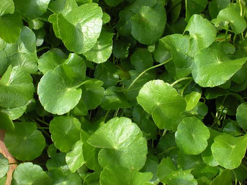 Chữa vàng da, vàng mắt: Rau má 50g, lá ngải cứu 50g. Đem hai thứ rửa sạch, đun nước uống hàng ngày.